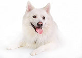 Dog Puppy Shampoo Conditioner Grooming Pets White Shampoo Light coats 250 ml