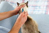 NEW Spot On Flea Tick Treatment For Cats 3 Pipettes KILLS FLEAS TICKS LICE GIFT